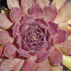 Sempervivum - Dachwurz - Hauswurz